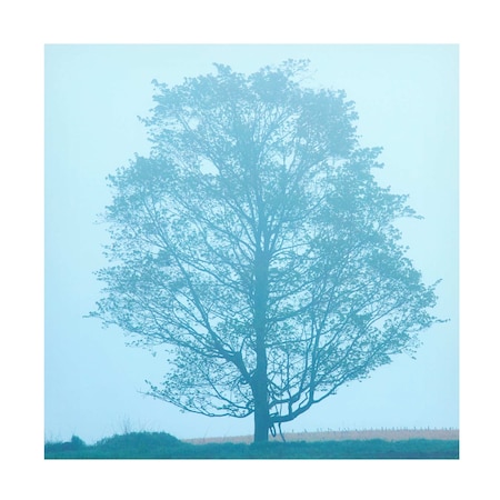 James McLoughlin 'Spring Tree' Canvas Art, 14x14